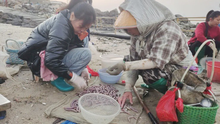 Săn loài “không có tim, gan, phổi” mà xây được biệt thự - 4