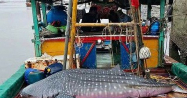 Ngư dân phát hiện cá lạ nặng nửa tấn chết nổi t...