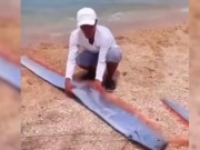 Tin tức trong ngày - Cá Mái chèo dài gần 2m bất ngờ xuất hiện ở Ninh Thuận