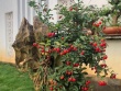 Cây dại lên chậu thành bonsai, có cây 200 triệu đồng, biểu tượng cho sự giàu có