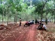Bàng hoàng phát hiện thi thể nam giới treo lơ lửng trên cây cao su