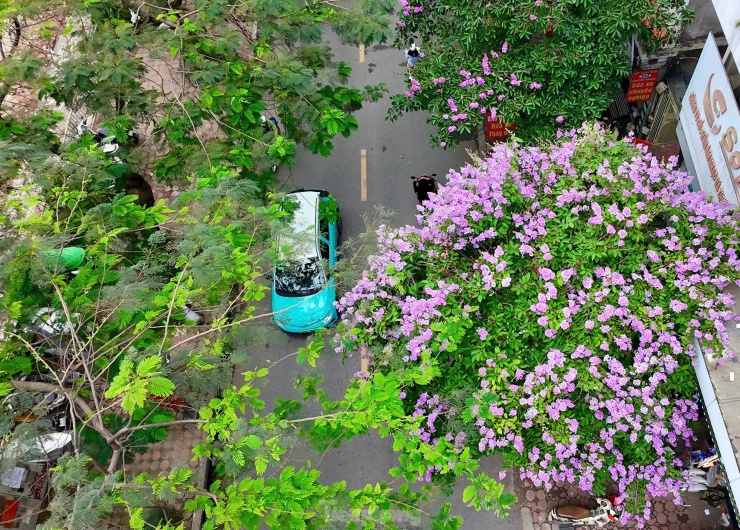 Hoa bằng lăng, phượng vĩ nở rộ khắp phố phường Hà Nội - 1