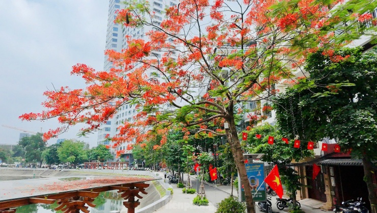 Hoa bằng lăng, phượng vĩ nở rộ khắp phố phường Hà Nội - 11