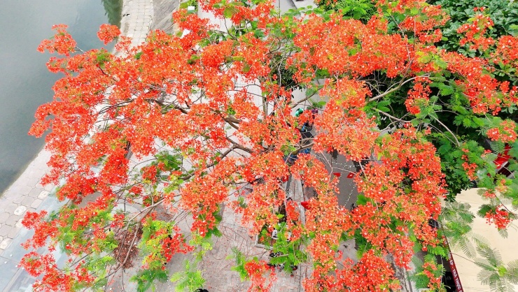 Hoa bằng lăng, phượng vĩ nở rộ khắp phố phường Hà Nội - 12