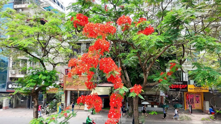 Hoa bằng lăng, phượng vĩ nở rộ khắp phố phường Hà Nội - 16