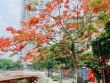 Hoa bằng lăng, phượng vĩ nở rộ khắp phố phường Hà Nội