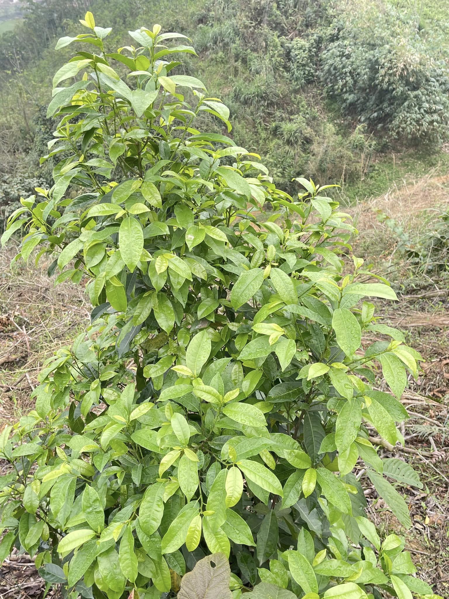 Rau đặc sản ở Hòa Bình càng hái càng mọc, vị ngọt bùi, ăn lạ miệng - 1