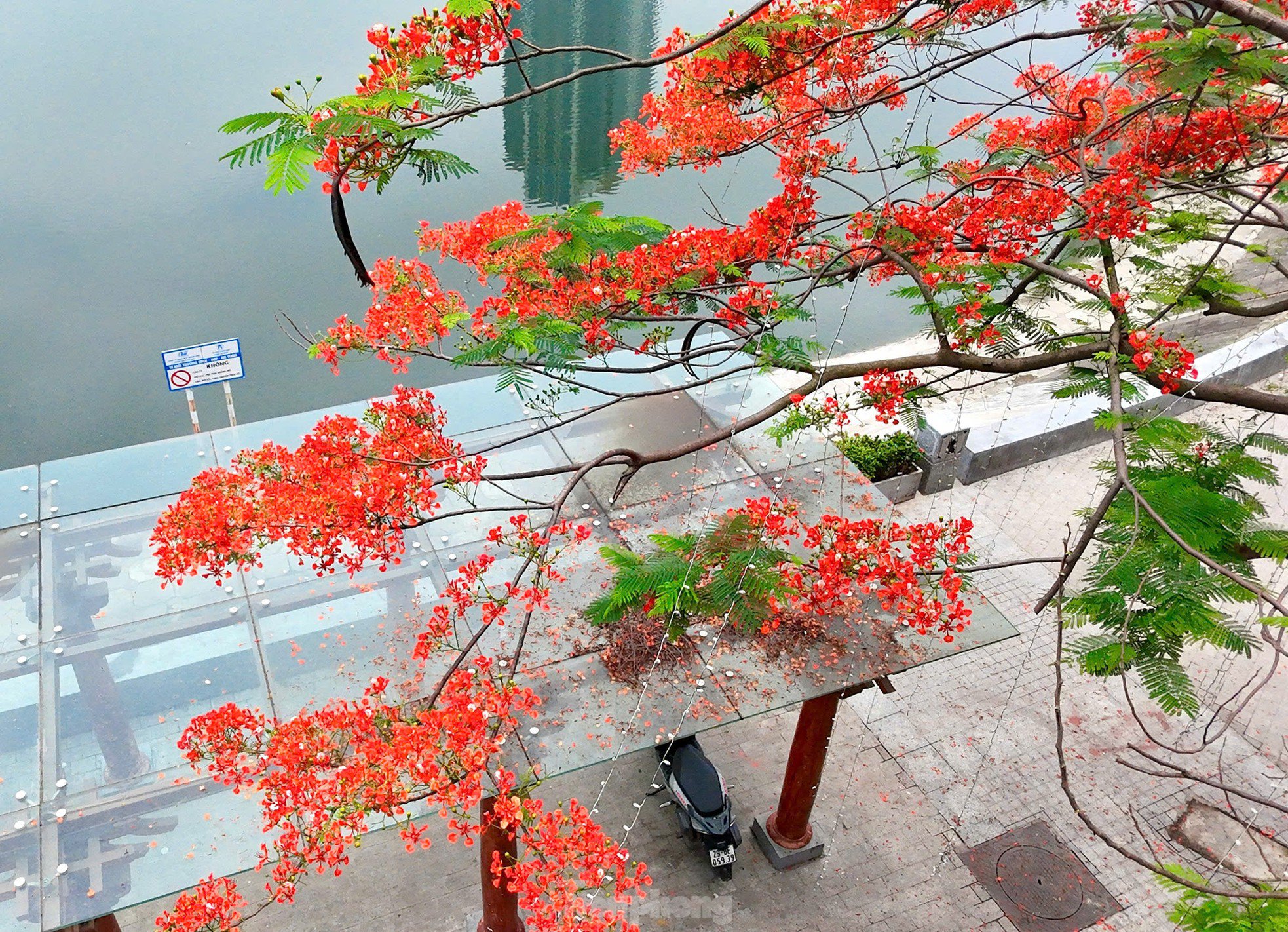 Hoa bằng lăng, phượng vĩ nở rộ khắp phố phường Hà Nội - 14