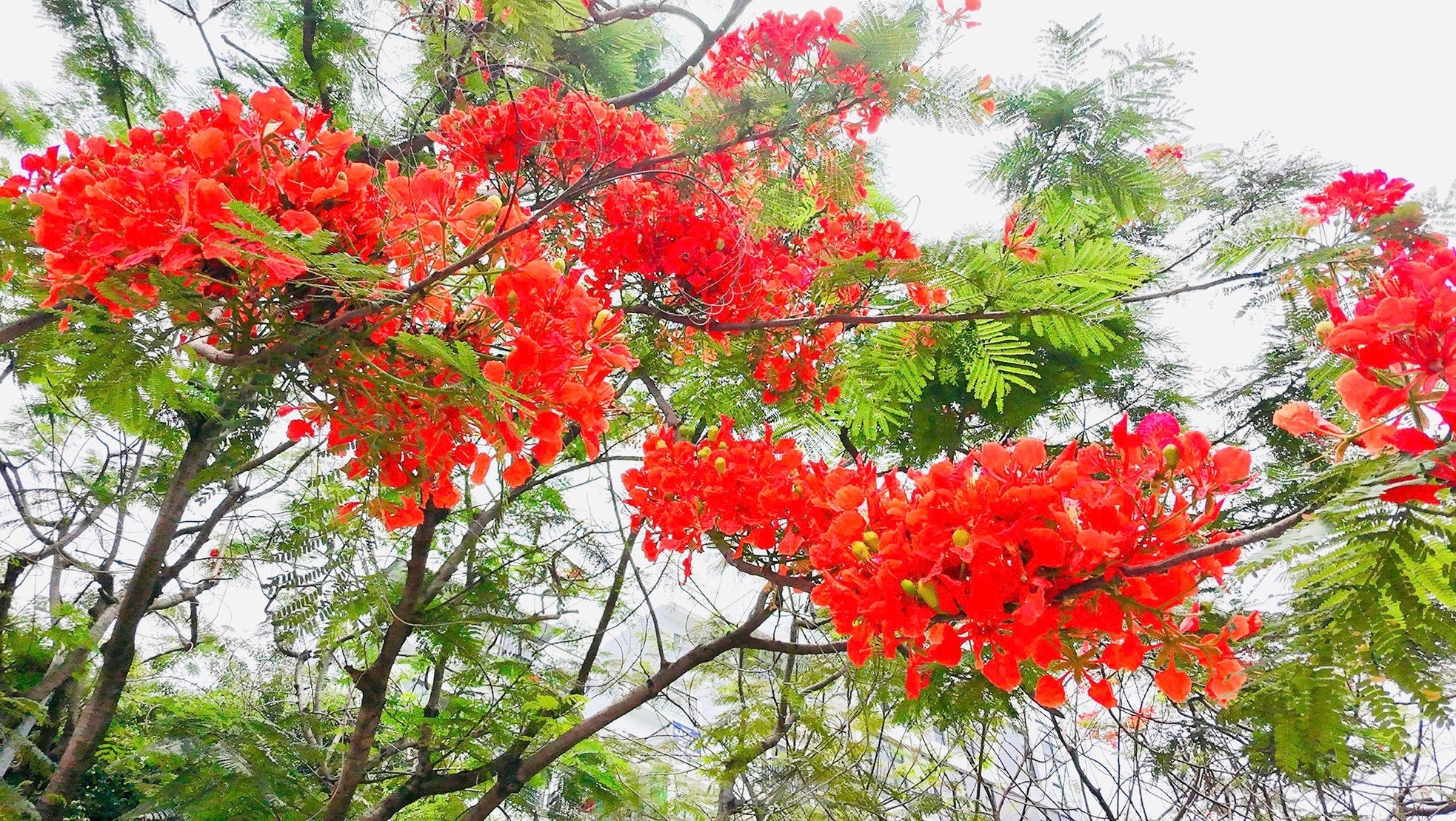 Hoa bằng lăng, phượng vĩ nở rộ khắp phố phường Hà Nội - 17