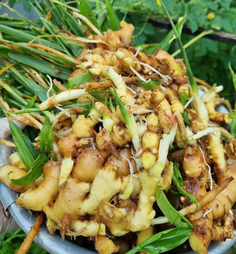 Một trong những bí quyết trường thọ là sử dụng thảo mộc và rượu gạo của ông Li Ching-yun người Trung Quốc. Ảnh: PHƯƠNG LÊ.