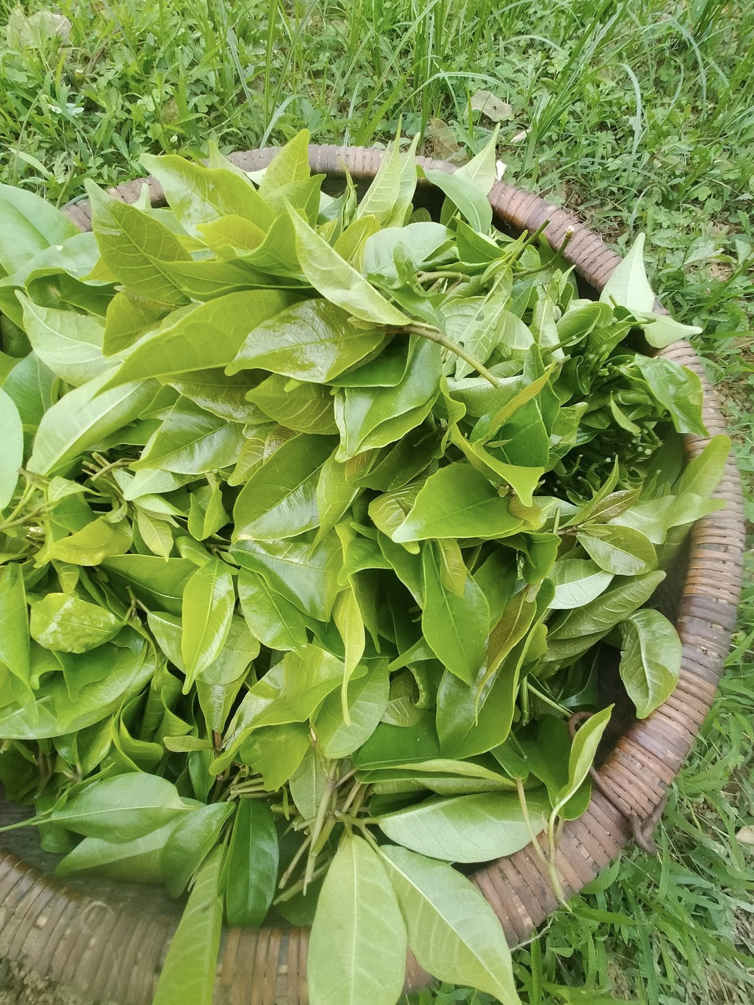 Rau đặc sản ở Hòa Bình càng hái càng mọc, vị ngọt bùi, ăn lạ miệng - 3