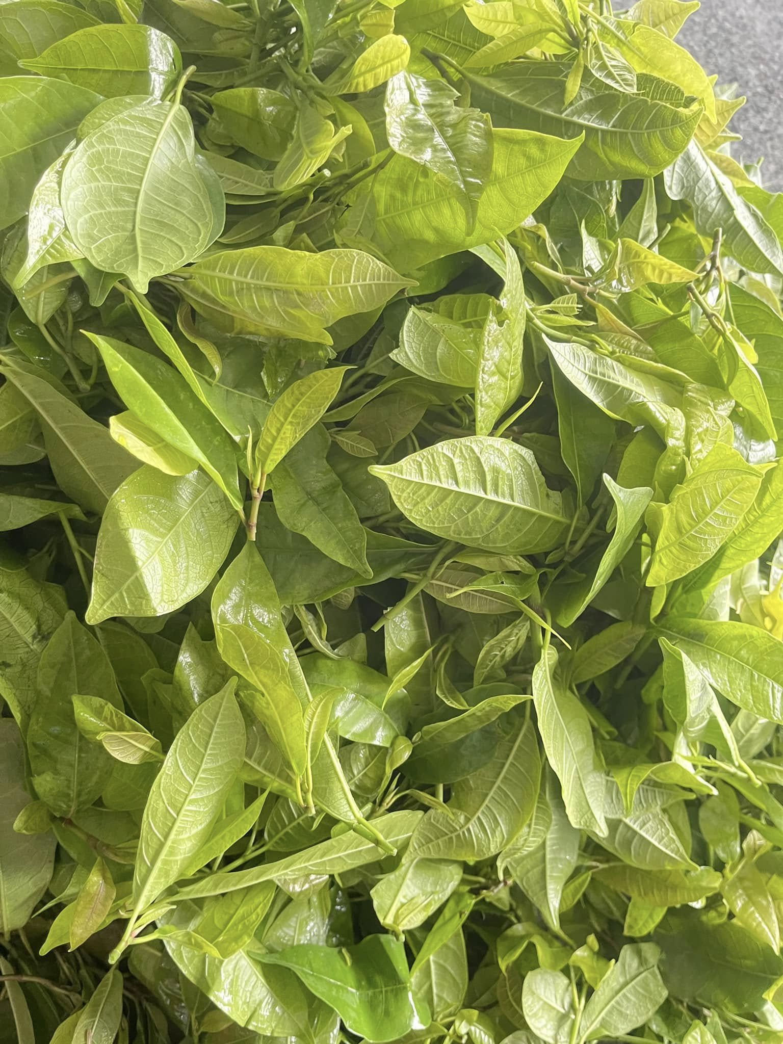 Lúc còn tươi, rau có vị chát nhẹ nhưng sau chế biến lại có vị ngọt bùi, giòn giòn, dễ ăn. Loại rau này hiện được bán với giá khoảng 60.000-80.000 đồng/kg. Ảnh: Thuong Bui