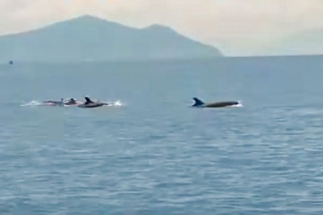 Khoảnh khắc đàn cá heo bơi gần thuyền ở Nha Trang gây sốt mạng xã hội