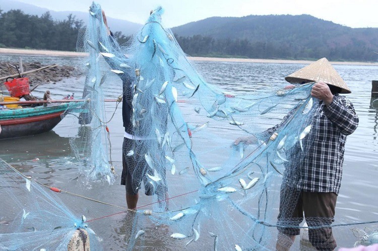 Vào mùa cá trích, mỗi ngư dân có thể kiếm được hàng triệu đồng mỗi ngày nhờ đánh bắt loại cá này.