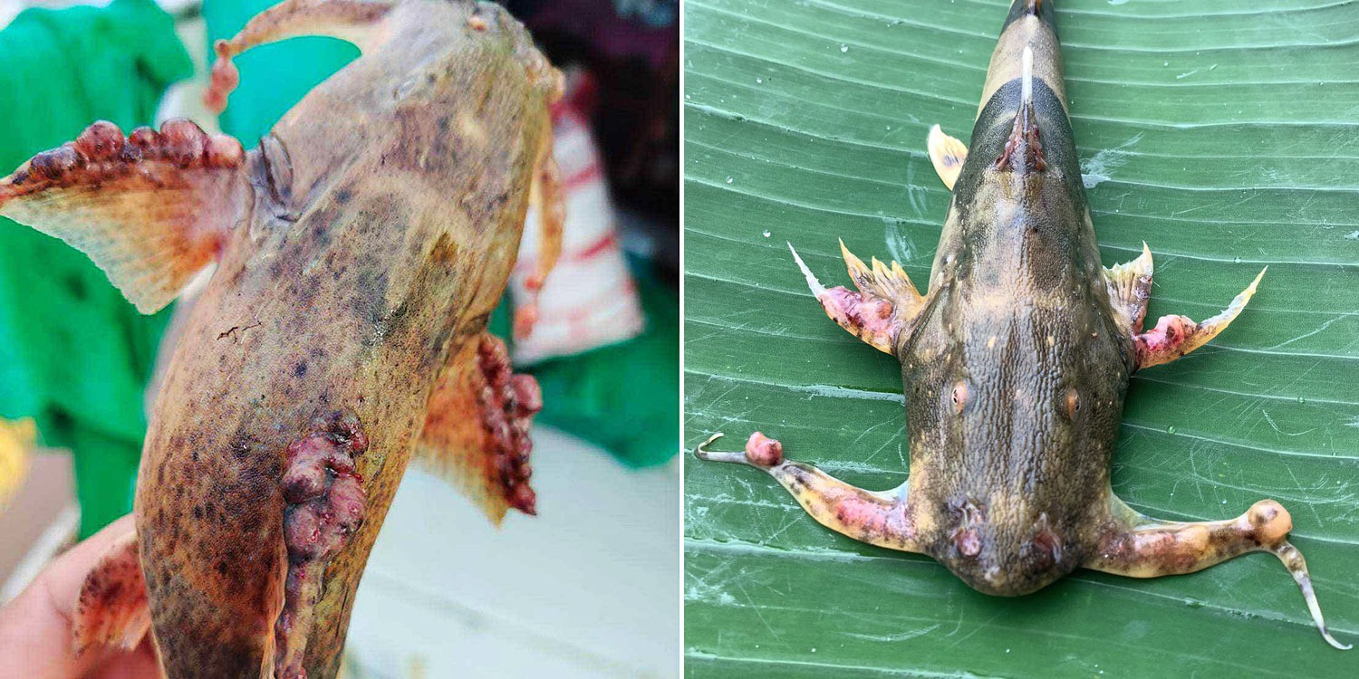 Một số con cá có hình dạng bất thường ở sông Kok, Thái Lan. Ảnh: Bangkok Post