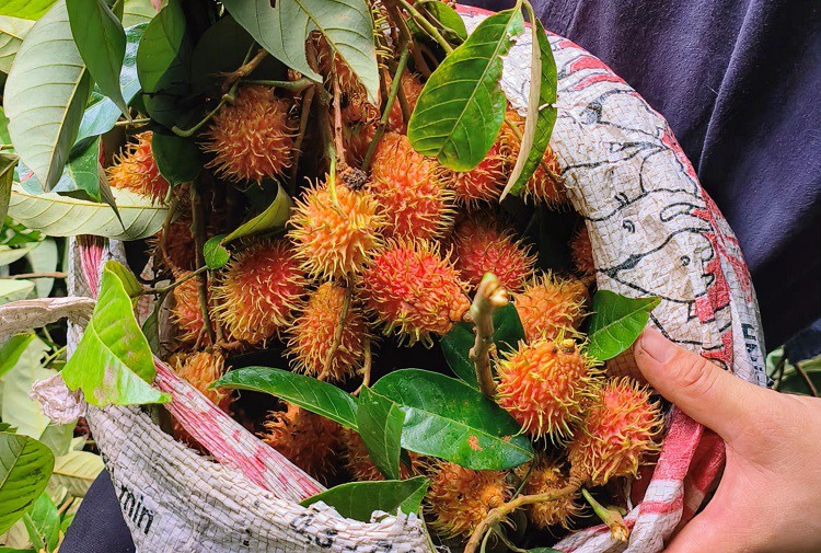 Có thời gian cao điểm, chị Phương bán được từ 2-3 tạ chôm chôm rừng. Ảnh: Lê Thị Thuỷ