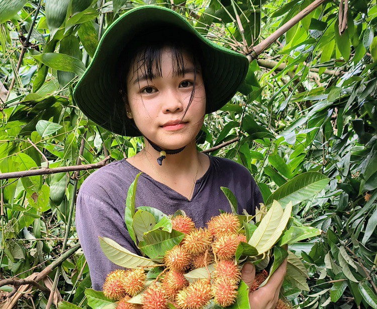 Chị Thuỷ cho biết, chôm chôm rừng ruột trắng sẽ ngọt hơn ruột vàng.