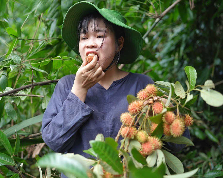 Theo chị Thuỷ, chôm chôm rừng có giá đắt hơn cả chôm chôm bình thường vì hiếm và sạch.