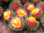 Thị trường - Tiêu dùng - Độc đáo loại quả có ruột như lòng đỏ trứng gà, chị em thi nhau lùng mua về ăn thử