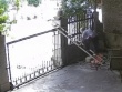 Phía sau video cụ bà 90 tuổi ở Yên Bái trốn con cháu trèo cổng đi chơi