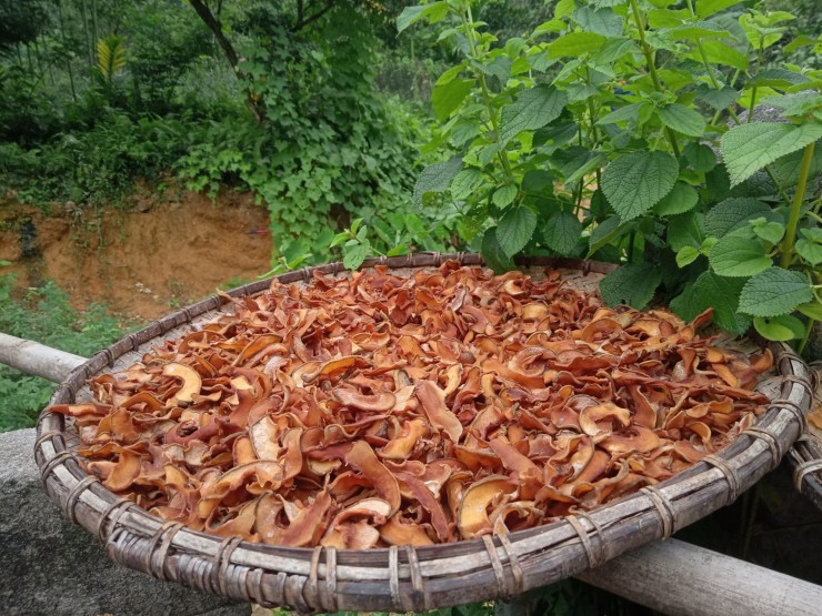 Quả tai chua thái lát, đem phơi vài nắng là có thể bảo quản và sử dụng quanh năm. Ảnh: Dung Ma Thi