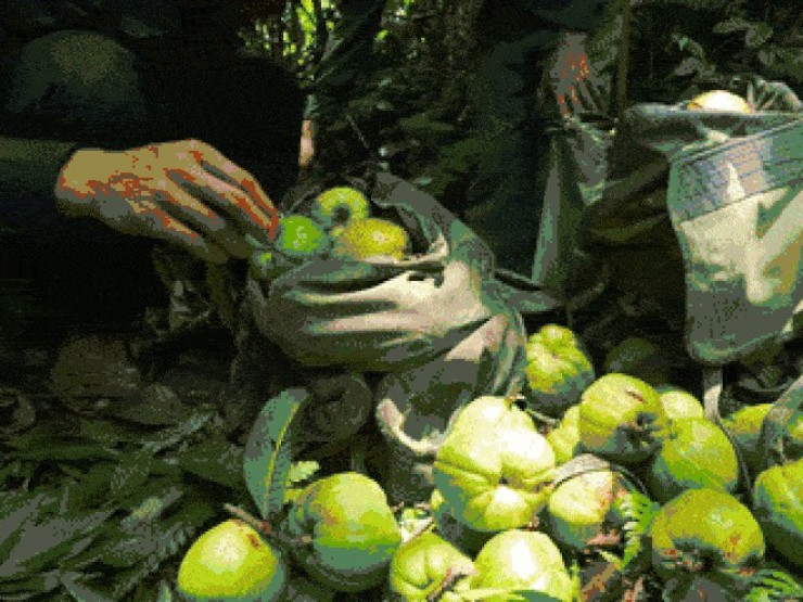 Quả ở miền Bắc trông giống ổi, nấu canh ngon hơn dùng sấu, me
