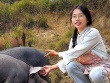 Cô gái bỏ việc văn phòng về quê nuôi lợn
