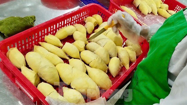 Xuất khẩu sầu riêng đang gặp nhiều khó khăn.