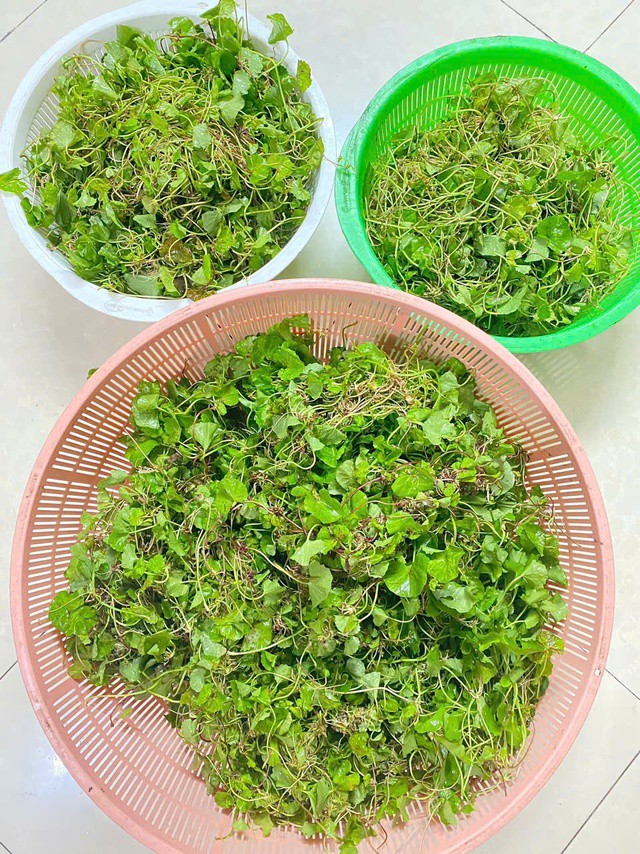 Rau má có nhiều công dụng tốt cho sức khỏe, giá bình dân, quen thuộc trong bữa ăn của người Việt.
