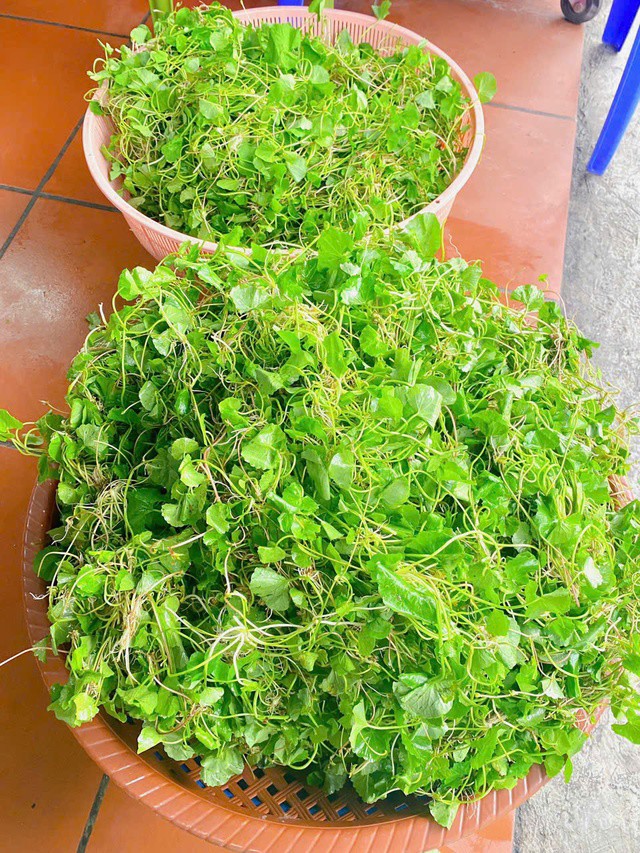 Loại rau được ví như "nhân sâm" trước mọc dại nay thành đặc sản không đủ bán - 6
