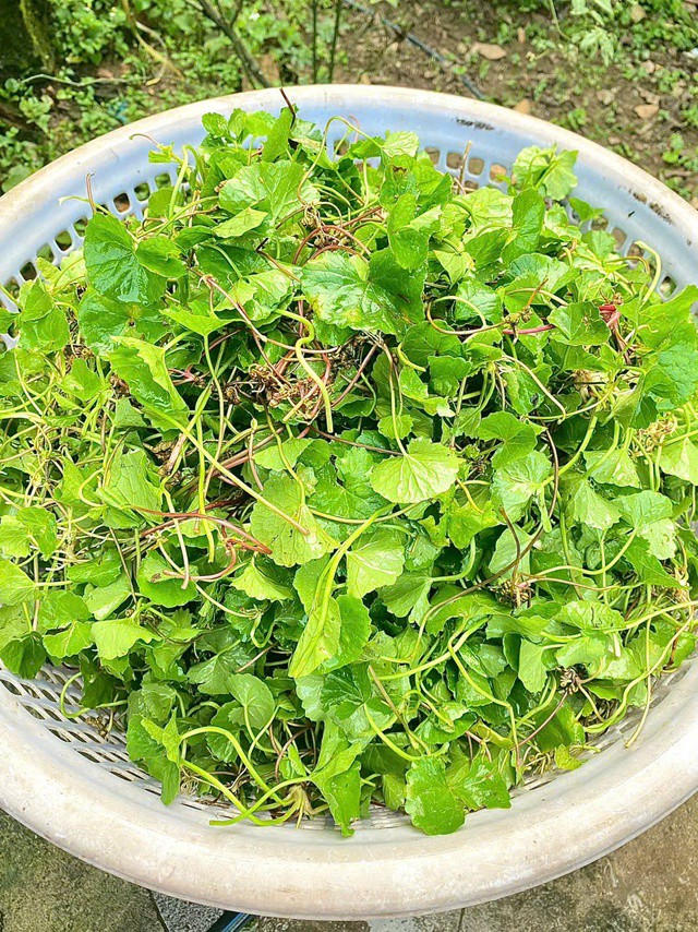 Cây rau má thường được chế biến trong các món ăn như: Nấu canh, làm gỏi, hoặc ép lấy nước uống.