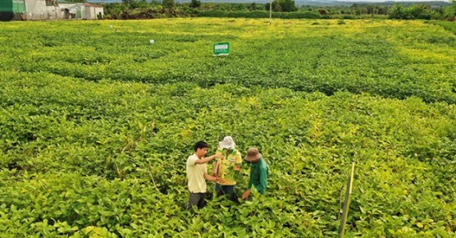 Đắk Nông: Bí Quyết Trồng Đậu Nành 'Tái Sinh' Đất Đỏ Bazan, Mang Lại Sự Phì Nhuệ