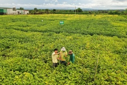 Chuyện người giữ sức khỏe cho đất
