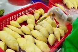  " Báo động đỏ "  sầu riêng Việt Nam