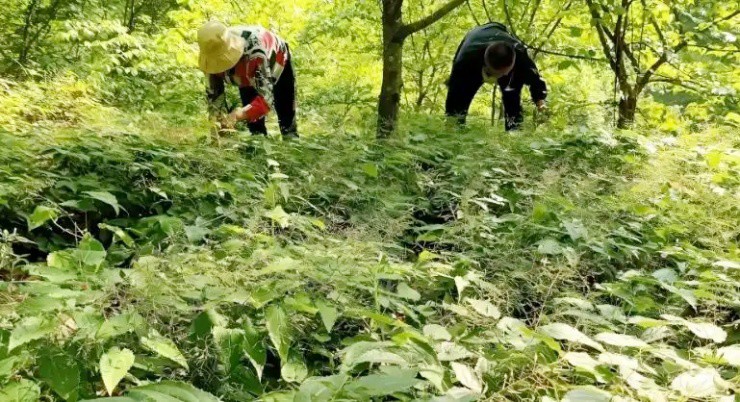 Cỏ cho dê ăn thành “mỏ vàng”, Việt Nam cũng có, nước ngoài bán hơn nửa triệu/kg - 3