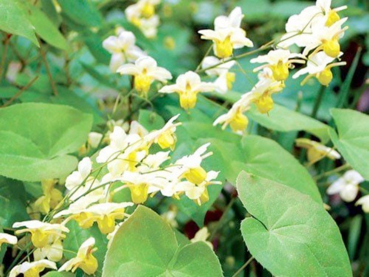 Cỏ cho dê ăn thành “mỏ vàng”, Việt Nam cũng có, nước ngoài bán hơn nửa triệu/kg - 1