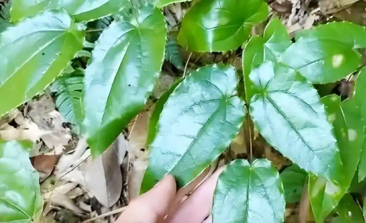Cỏ cho dê ăn thành “mỏ vàng”, Việt Nam cũng có, nước ngoài bán hơn nửa triệu/kg - 4