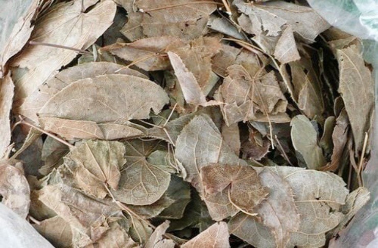 Cỏ cho dê ăn thành “mỏ vàng”, Việt Nam cũng có, nước ngoài bán hơn nửa triệu/kg - 2