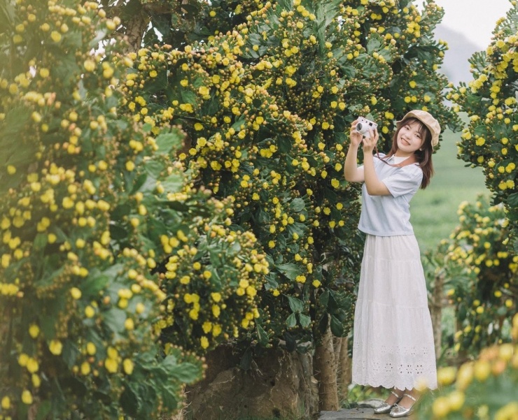 Nhiều cây xương rồng tại đây có tuổi đời lên đến 100 năm, mọc thành bụi dày, cao không quá đầu người, tạo nên khung cảnh như trong truyện cổ tích. Ảnh Ngựa Hoang