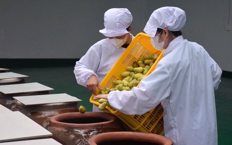 Sau sơ chế, trái nhàu được ủ trong vòng 1 năm rồi tách lấy nước cốt. Ảnh: T.T