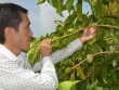 Bỏ phố về quê trồng loại cây từng mọc dại, 8X miền Tây thu tiền tỷ mỗi năm