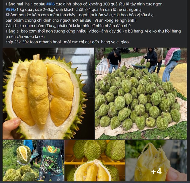 Nhiều nơi rao bán sầu riêng chỉ vài chục nghìn đồng/kg.