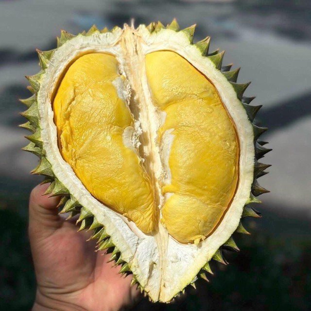 Theo các tiểu thương, để chọn được sầu riêng ngon, người mua cần chọn những trái có gai nở to, cứng, ngắn, phân bố thưa thớt.