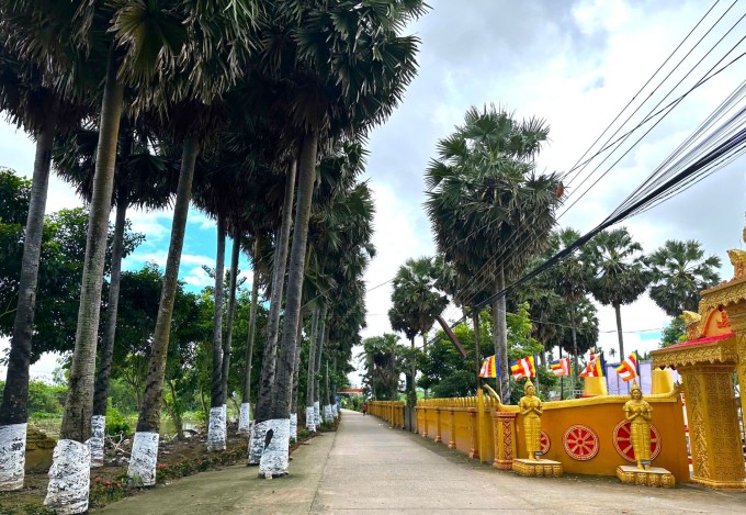 Cây thốt nốt trở thành điểm đặc trưng của chùa nhìn từ bên ngoài. Ảnh: An Minh