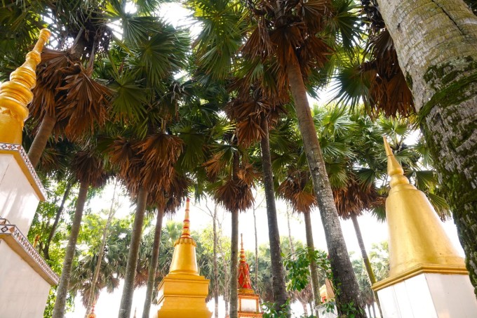Khoảng xanh từ cây thốt nốt tại chùa. Ảnh: An Minh