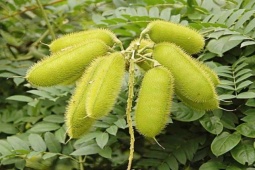 Cây dại xưa mọc đầy đường, nay phải  đắp tiền  để mua