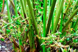 Việt Nam có loại quả gia vị đắt thứ 3 thế giới, chỉ hơn 10 nước trồng được, thế giới "săn lùng"