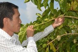 Bỏ phố về quê trồng loại cây từng mọc dại, 8X miền Tây thu tiền tỷ mỗi năm
