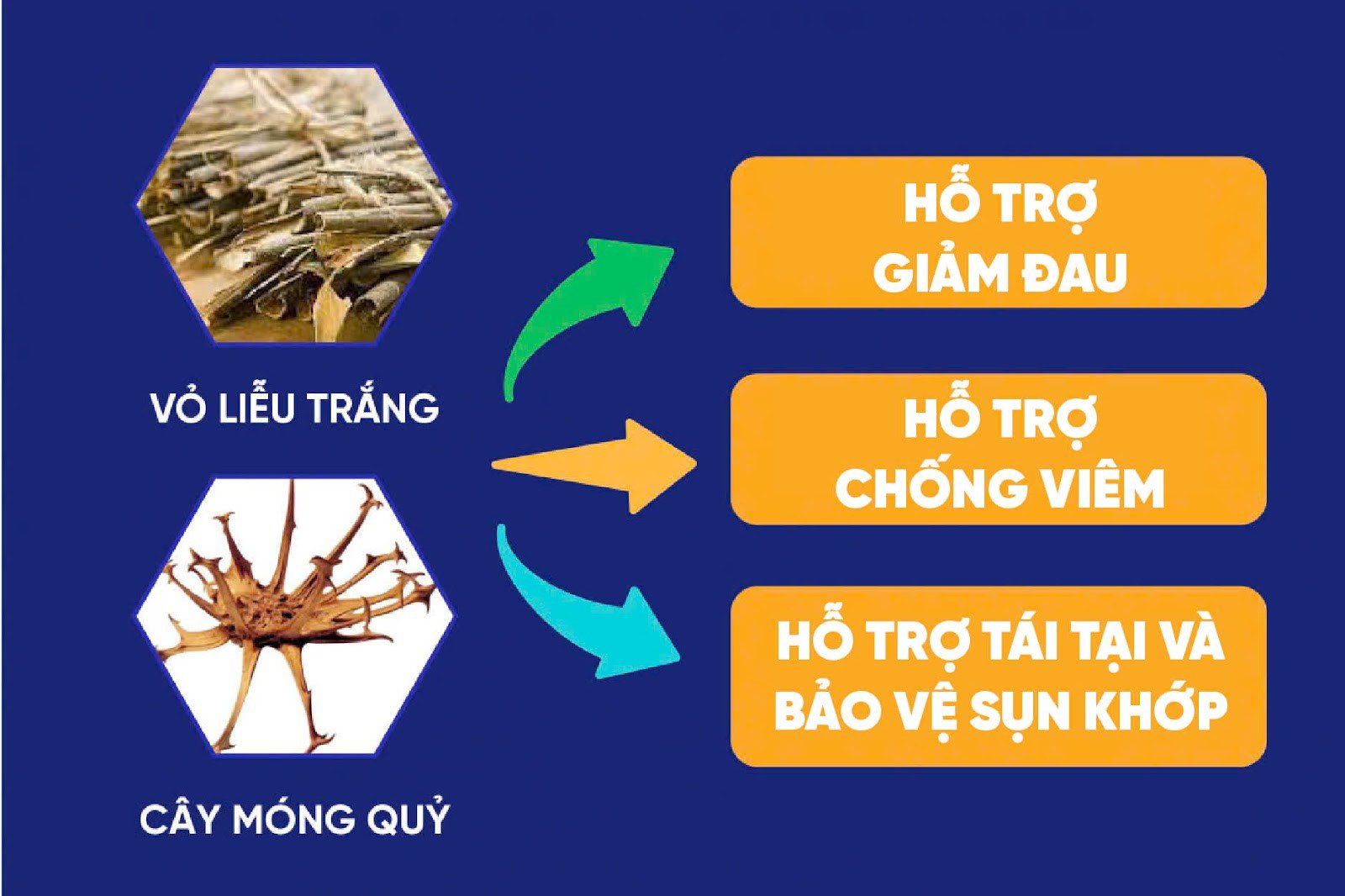 Bách Niên Kiện – Sự kết hợp đột phá hỗ trợ giảm nguy cơ viêm khớp, thoái hóa khớp - 1