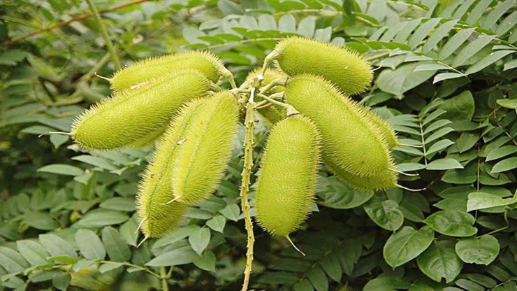 Cây dại xưa mọc đầy đường, nay phải “đắp tiền” để mua - 3